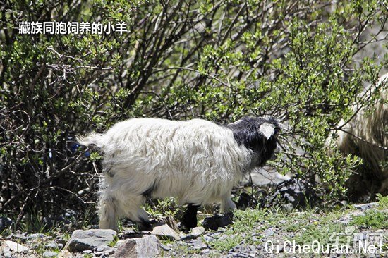 大众 捷达