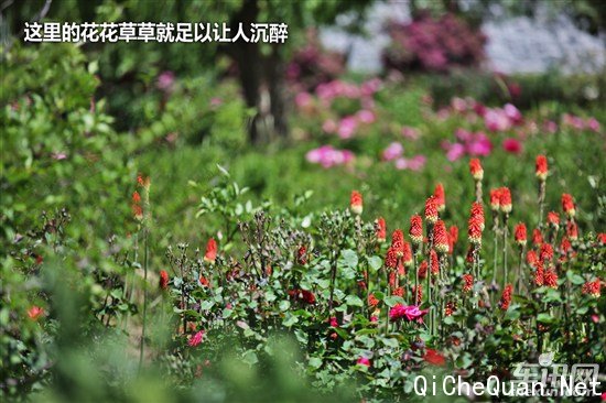 大众 捷达