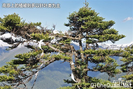 大众 捷达
