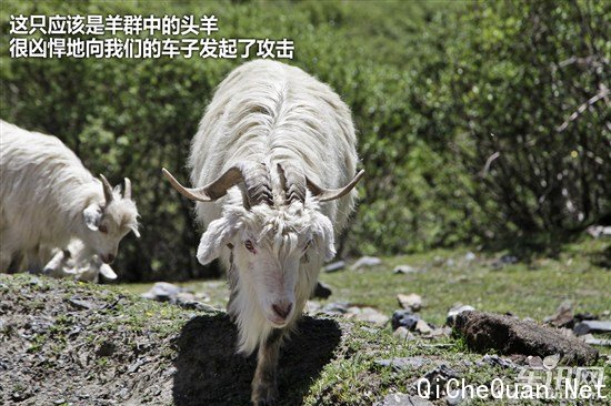 大众 捷达